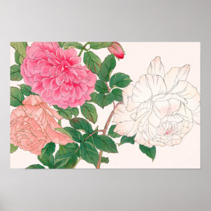 Rosa och vita rosenblommor med gröna blad poster