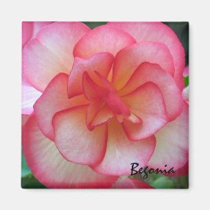 Rosa- och vitBegoniamagnet Magnet