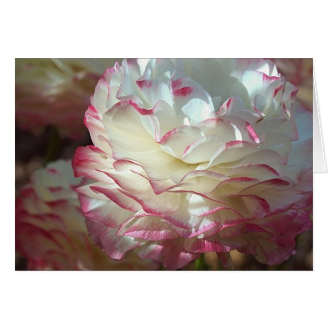 Rosa och vitblomma OBS kort (Framsidan Horizontal)