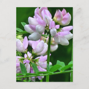 Rosa och vitblommor vykort