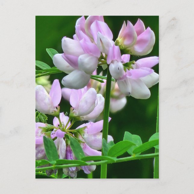 Rosa och vitblommor vykort (Framsida)