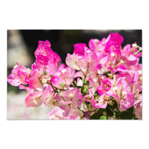Rosa- och vitbougainvillea fototryck