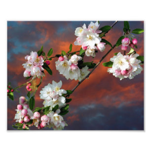 Rosa och vitt äpple-Blommar Himmel 8 x 10 Fototryck