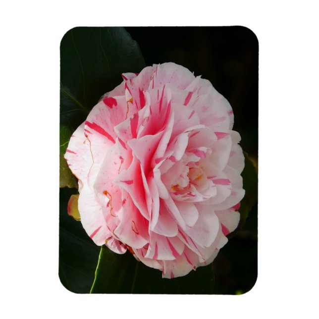 Rosa och vitt Camellia Flower Magnet (Vertikal)