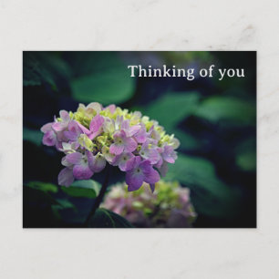 Rosa och vitt Hydrangea Flower Thinking Vykort