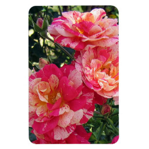 Rosa och vitt stripe Ro Magnet