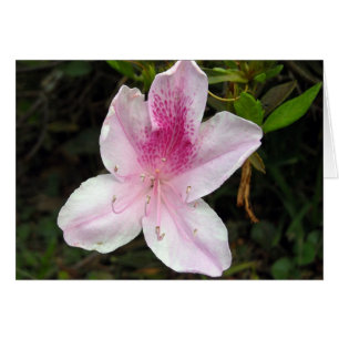 Rosa och White Azalea Hälsningskort