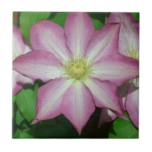 Rosa och White Clematis Vår Flower Kakelplatta