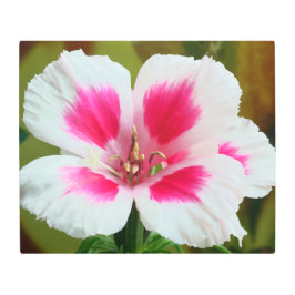 Rosa och White Geranium Metall Wall Art