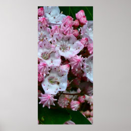 Rosa- och White Mountain Laurel Flowers Poster