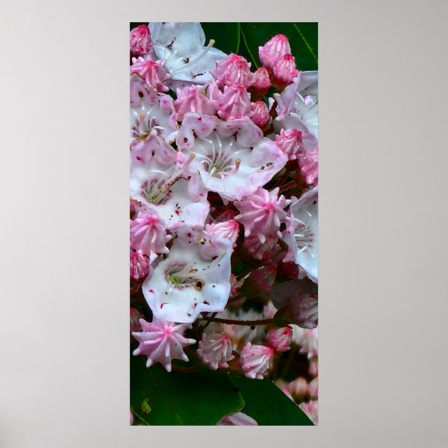 Rosa- och White Mountain Laurel Flowers Poster (Framsidan)