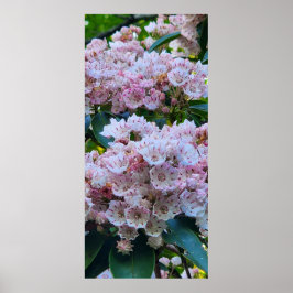 Rosa- och White Mountain Laurel Flowers Poster