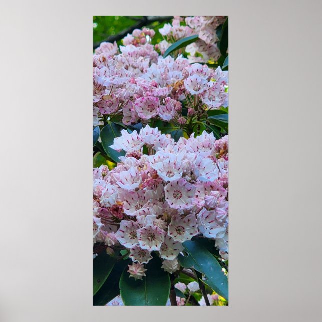 Rosa- och White Mountain Laurel Flowers Poster (Framsidan)