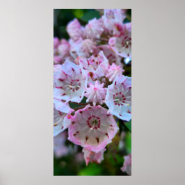 Rosa- och White Mountain Laurel Flowers Poster