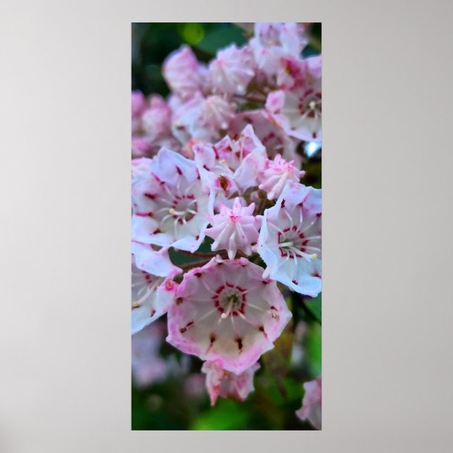 Rosa- och White Mountain Laurel Flowers Poster (Framsidan)