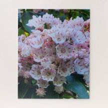 Rosa- och White Mountain Laurel Flowers