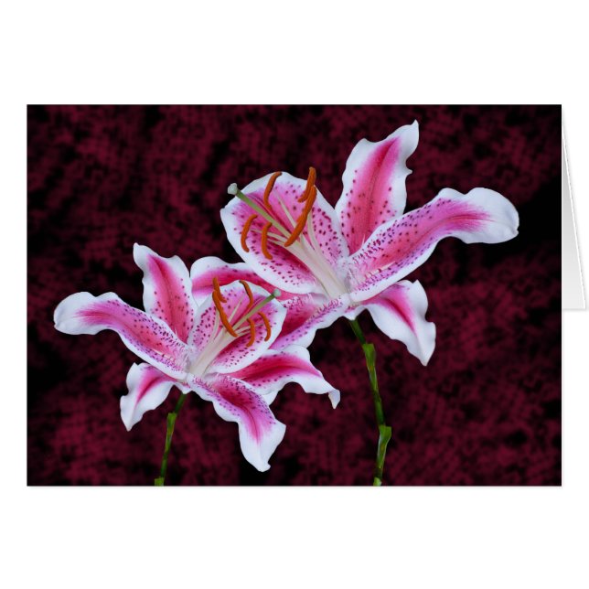 Rosa och White Stargazer Lily Close Fotographic Hälsningskort (Framsidan Horizontal)
