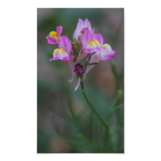 Rosa-ögonblicksbilder Fototryck (Framsidan)