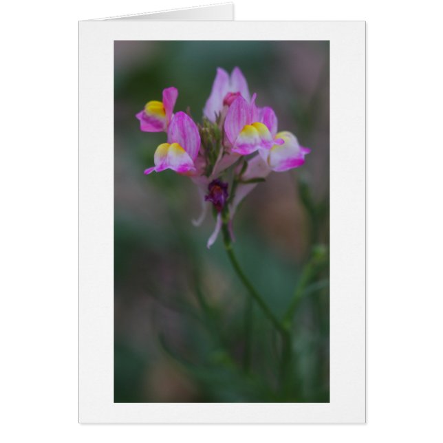 rosa-ögonblicksbilder hälsningskort (Framsidan)