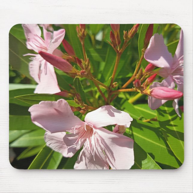 Rosa Oleander Blommig Musmatta Botanisk Trädgård D (Framsidan)