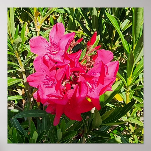 Rosa Oleander Flower Photo Poster (Framsidan)