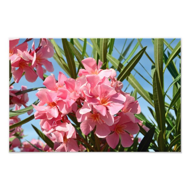 Rosa oleander Foto Utvidgning (Framsidan)