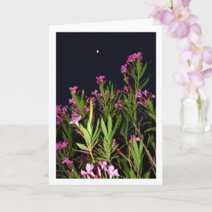 Rosa Oleander på natten Kort