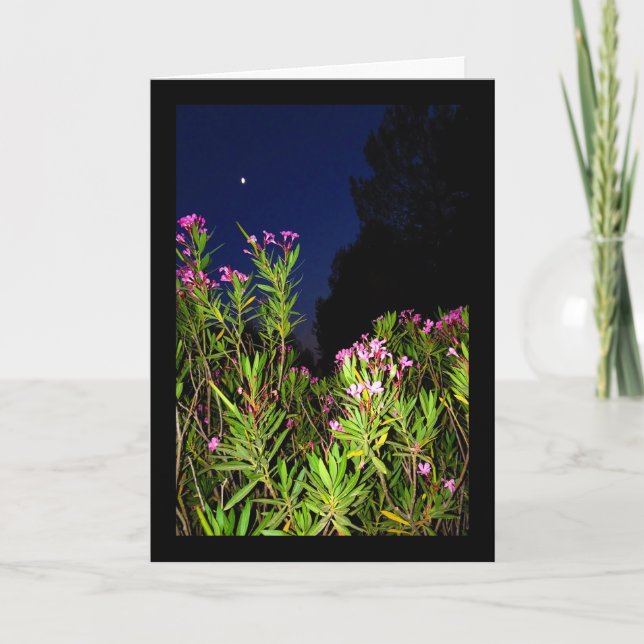 Rosa oleander på natten kort (Framsida)