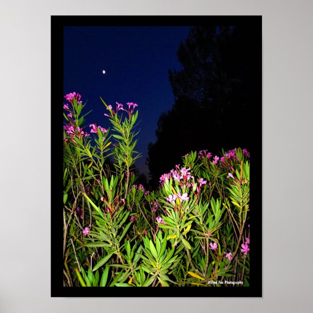 Rosa oleander på natten poster (Framsidan)