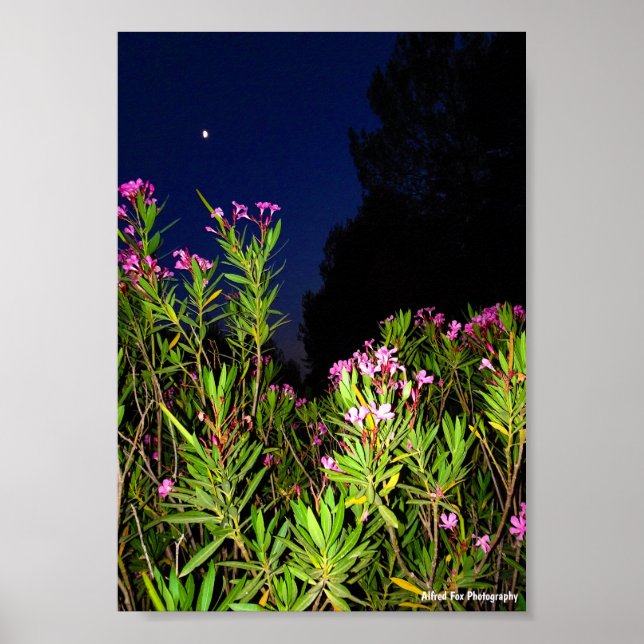 Rosa oleander på natten poster (Framsidan)