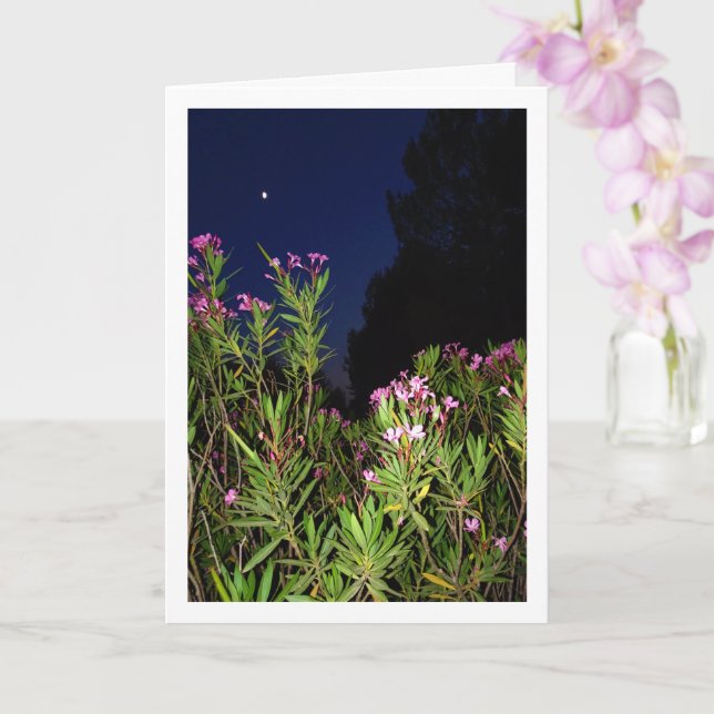 Rosa Oleander på nattkort Kort (Orkide)