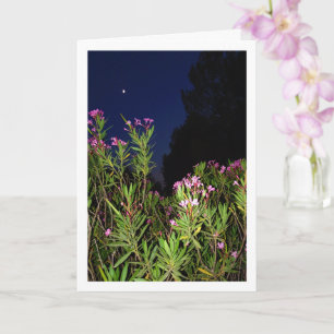 Rosa Oleander på nattkort Kort