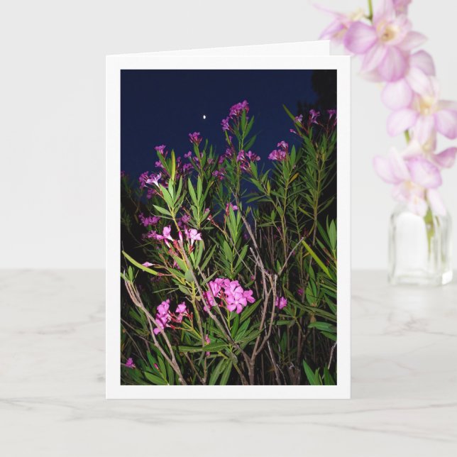 Rosa Oleander på nattkort Kort (Orkide)