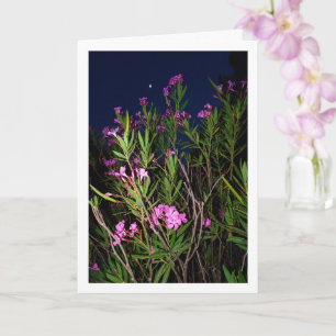 Rosa Oleander på nattkort Kort