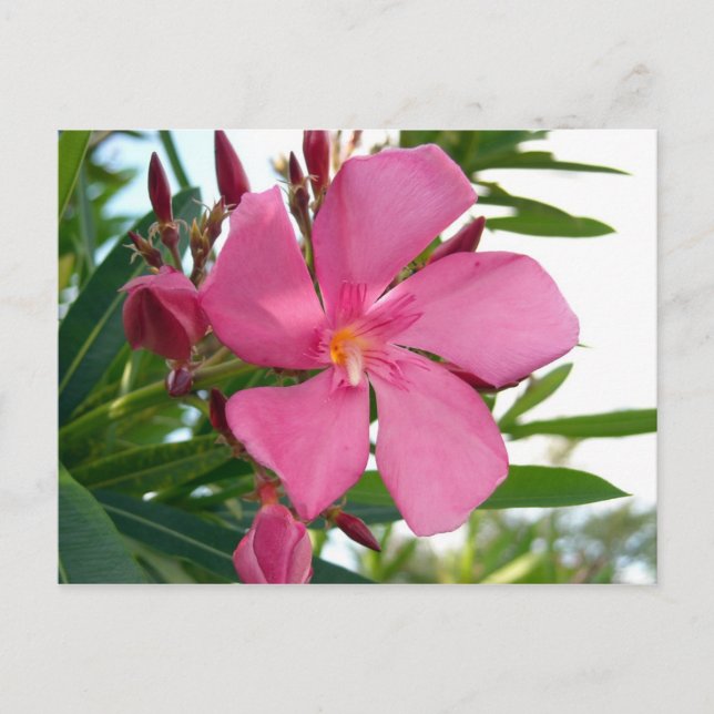 Rosa Oleander Photo Vykort (Framsida)