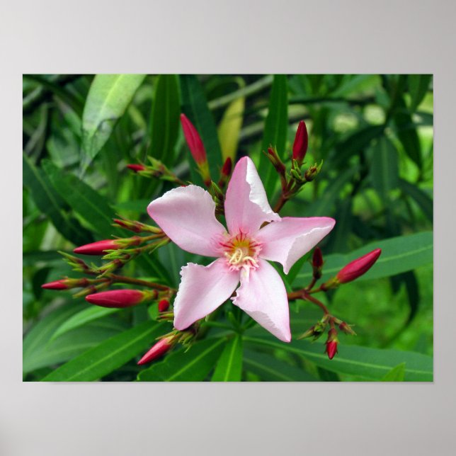 rosa oleander poster (Framsidan)