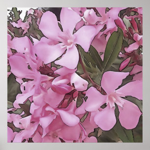 Rosa Oleander Ro Laurel Black Outline Art Poster