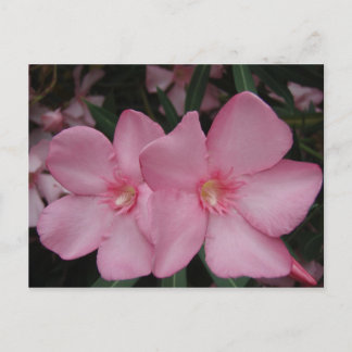 Rosa Oleander Vykort