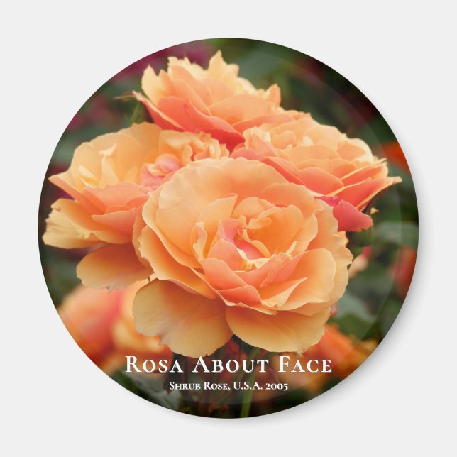 Rosa Om Ansikte Magnet (Framsidan)