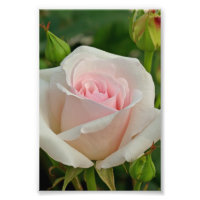 Rosa Ophelia Hybrid Ro