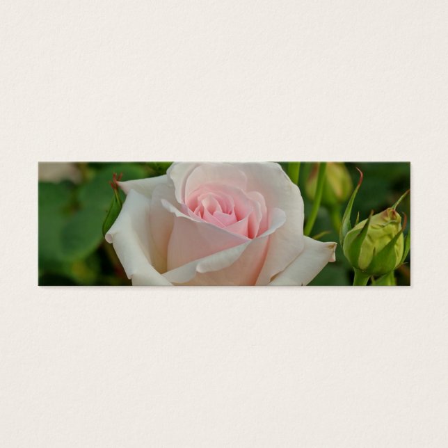 Rosa Ophelia Hybrid Ro Litet Visitkort (Framsidan)