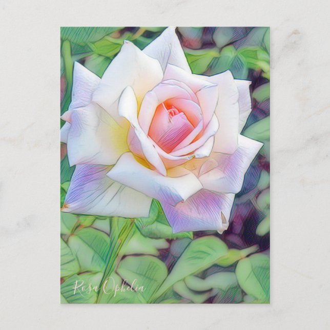 Rosa Ophelia [Postcard] Vykort (Framsida)