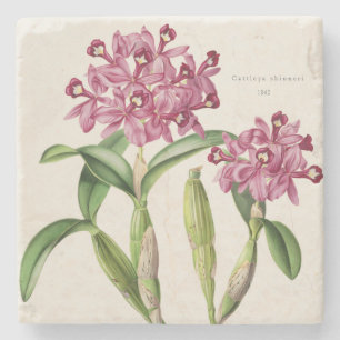 Rosa Orchid Central American Cattleya fleri on Stenunderlägg