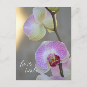 Rosa Orchid Expression Kärlek Heals Postcard Vykort