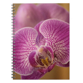 Rosa Orchid Flower Anteckningsbok Med Spiral