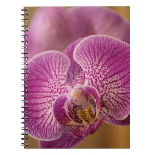 Rosa Orchid Flower Anteckningsbok Med Spiral