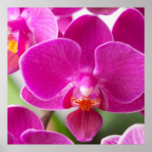 Rosa Orchid Flower - Blommigt Orchids Template Poster