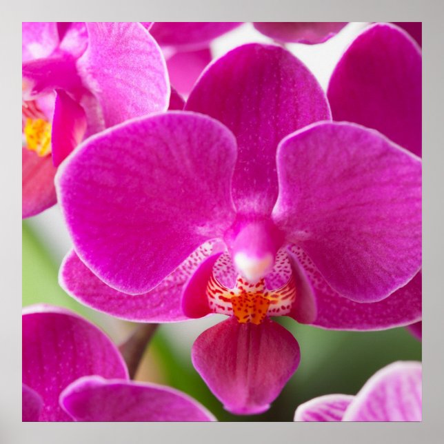 Rosa Orchid Flower - Blommigt Orchids Template Poster (Framsidan)