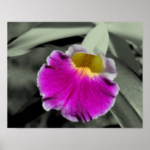 Rosa Orchid Flower Partial Färg Poster