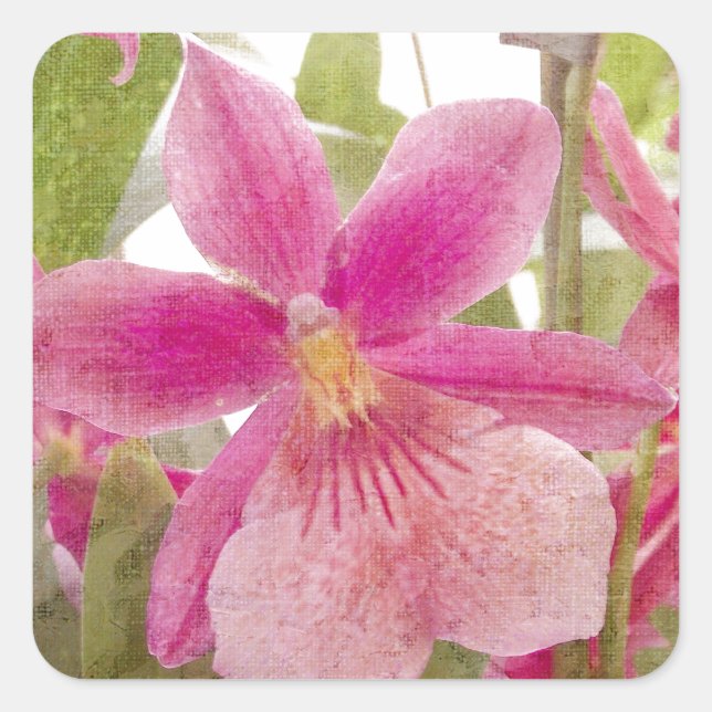 Rosa Orchid Fyrkantigt Klistermärke (Framsida)